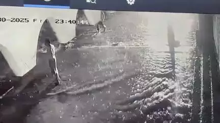 মাদারিহাট: শুক্রবার রাতে বীরপাড়া কলেজপাড়া দাপিয়ে বেড়াল দুটি হাতি, আতঙ্কে রয়েছেন বাসিন্দারা শনিবারও