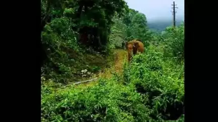 മാനന്തവാടി: തലപ്പുഴ ചിറക്കരയിൽ ജനവാസ മേഖലയിൽ കാട്ടാന ഇറങ്ങി മണിക്കൂറുകളോളം ഭീതി സൃഷ്ടിച്ചു