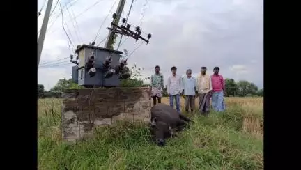 పాపన్నపేట్: కుర్తివాడ గ్రామ శివారులోవిద్యుత్ షాక్ తో పాడి గేదె మృతి