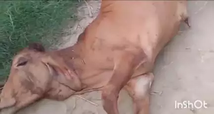 धामपुर: नहटौर क्षेत्र के धींगरपुर बिजली घर के पास जंगल में गुलदार ने एक निराश्रित गोवंश को मार डाला