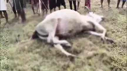 शेखोपुर सराय: वेलाव पंचायत के पनयपुर गांव में हाईवोल्टेज तार से करंट लगने से एक मवेशी की मौत