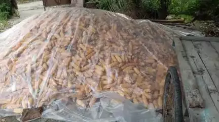 जलालगढ़: जलालगढ़ मक्का किसान कम दाम पर व्यापारी को मक्का बेचने पर है मजबूर #jansamasya