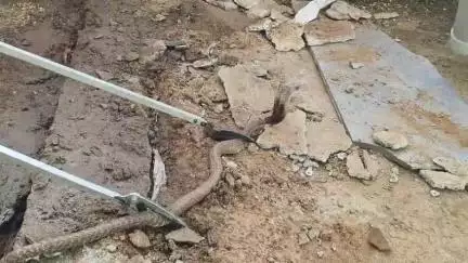 கண்டச்சிபுரம்: மணம்பூண்டி கிராமத்தில்  5 அடி நீளமுள்ள நல்லப்பாம்பை பிடித்த திருக்கோவிலூர் தீயணைப்பு வீரர்கள்