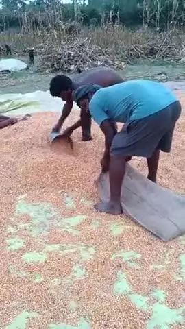 सुखासन पंचायत में मक्के का सीजन अधिक मात्रा में होता है #videos#viral#Reels #indan#Bihari#public#Madhepura