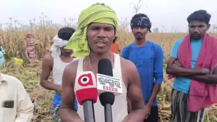 ନବରଙ୍ଗପୁର ପୋଲିସ ଷ୍ଟେସନ: କାଳବୈଶାଖୀରେ ଉଜୁଡ଼ିଲା ମାଝୀଗୁଡା ଚାଷୀଙ୍କ ମକା ଫସଲ, ରଖିଲେ ପ୍ରତିକ୍ରିୟା