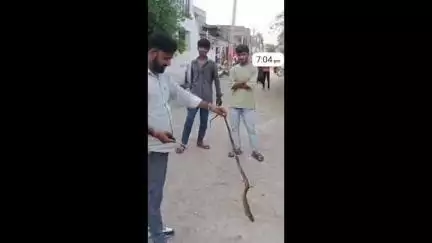 चित्तौड़गढ़: गोपाल नगर गांव में निकले जहरीले सांप का सुरक्षित रेस्क्यू किया गया