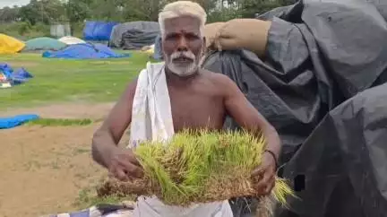 திருக்கழுக்குன்றம்: கோரப்பட்டு அரசு நேரடி கொள்முதல் நிலையத்தில் ஐந்தாயிரத்திற்கும் மேற்பட்ட நெல் மூட்டைகள் மழையில் நனைந்து நாசம் #localissue