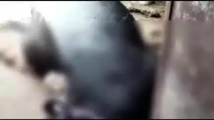 रामपुर मनिहारन: नानौता के गांव आभा में संदिग्ध हालात में तीन भैंसों और दो कटड़ों की मौत, जहर देने की आशंका