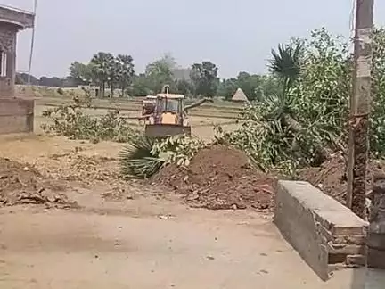 Katwa Diya hai  pakri  me hara peda katwa Diya hai