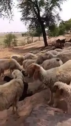 बेड बकरियां गर्मी मे बैठी####@