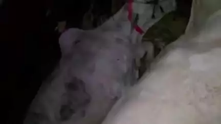 गंगाखेड: हॉटेल नक्षत्र समोर महामार्गावर आयशर टेम्पोमध्ये  कत्तलीसाठी जाणाऱ्या जनावरांची वाहतूक :गंगाखेड पोलीस ठाण्यात गुन्हा दाखल