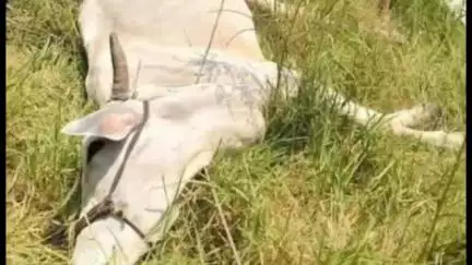 పెద్దవూర: నాయినివానికుంట తండాలో విషాదం, ప్రమాదవశాత్తు విద్యుత్ తీగలు తగిలి రెండు ఆవులు అక్కడికక్కడే మృతి