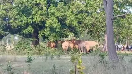 କରଞ୍ଜିଆ: ଯାମୁନ୍ତି ନିକଟରେ ୧୬ ଟିକିଆ ଓ ମୁକୁନା ନିକଟରେ ୭ ଟିକିଆ ହାତୀପଲଙ୍କ ଉପଦ୍ରବ
