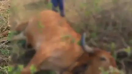 लावालौंग: लरंगा गांव में बज्रपात से पशु की मौत, मुआवजे की मांग