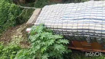 নকশালবাড়ি: নকশালবাড়ির সাতভাইয়ে মোড়ে দুর্ঘটনার কবলে অপেলবোঝাই লরি, আহত ২