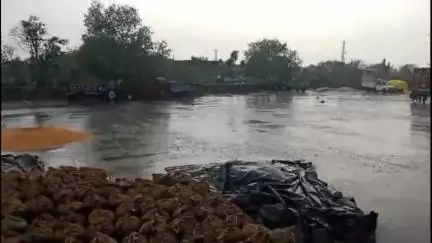 आज रायपुर क्षेत्र में तेज बारिश हुई।। मंडी में किसान भाई और व्यापारी भाइयों का मला बिग। #रायपुर