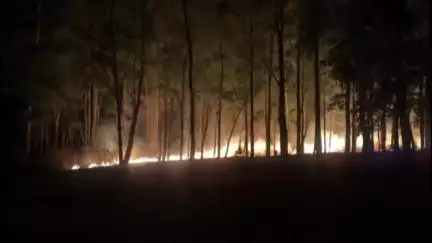 साढौरा: सढौरा के लाहड़पुर में पंचायती जमीन में सफेदे के पेड़ों में लगी आग