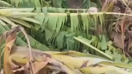 मानवत: केकरजवळा शिवारात वादळी वाऱ्यामुळे केळीची बाग नष्ट