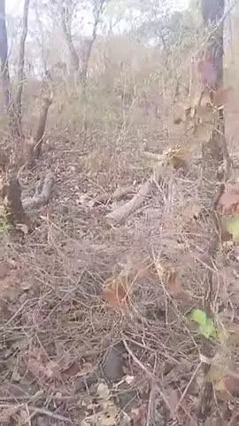 ग्राम मोठार बंडोल वन परिक्षेत्र अंतर्गत जंगल में पेड़ की अवैध कटाई लगातार जारी हे जिस ओर शासन प्रशान का ध्यान नहीं हे