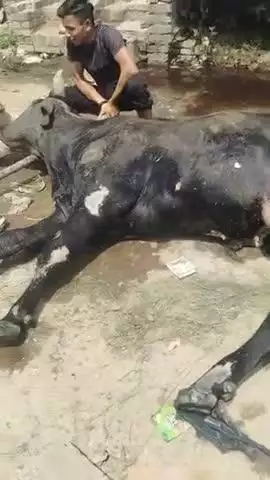 bilsi ke pass baitha gosai