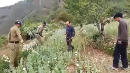 पुरोला: पुलिस, एसओजी व राजस्व की टीम ने 160 नाली भू-भाग पर अवैध अफीम की खेती को किया नष्ट, 4 लोगों के खिलाफ अभियोग पंजीकृत