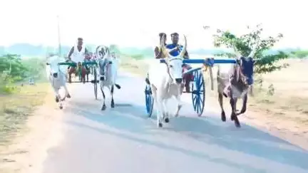 காளையார்கோவில்: முதல்வர் ஸ்டாலின் பிறந்தநாள் விழாவை முன்னிட்டு திருப்பத்தூர் சாலையில் மாட்டு வண்டி பந்தயம்