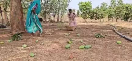 अक्राणी: धडगाव शहरासह तालुक्यात वादळी वाऱ्यामुळे कैरी पिकाच मोठ नुकसान ; उत्पादनात घट येण्याची शक्यता