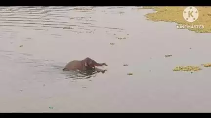अनगड़ा: झुंड से अलग होकर एक जंगली हाथी अनगड़ा प्रखंड के घनी आबादी वाले इलाके में भटकर पहुंचा।*