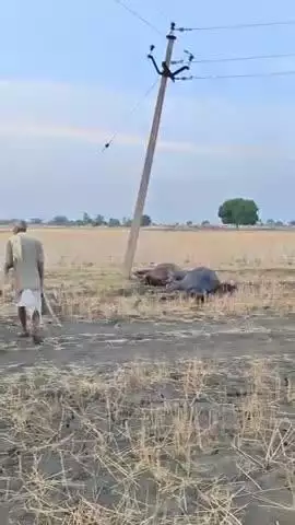 खानपुर तहसील में सुवालिया गांव में बिजली के तार टूटते ने दो gaban बेंसे की मौत हो गई  बहुत पुरानी लाइन है