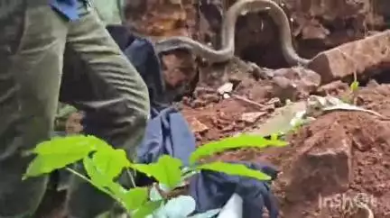 കോതമംഗലം: പല്ലാരിമംഗലത്ത് മതിൽക്കെട്ടിനുള്ളിൽ കുടുങ്ങിയ കൂറ്റൻ മൂർഖനെ പാമ്പുപിടുത്ത വിദഗ്ധൻ എത്തി രക്ഷപ്പെടുത്തി
