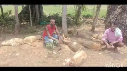 ಕೆ.ಜಿ.ಎಫ್: ಟಿ.ಗೊಲ್ಲಹಳ್ಳಿಯಲ್ಲಿ ನಾಯಿಗಳ ದಾಳಿಗೆ 15 ಕುರಿಗಳು ಬಲಿ