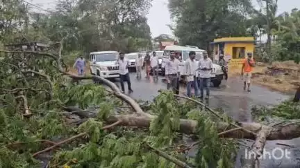 ડોલવણ: ડોલવણ તાલુકામાં પડેલા કમોસમી વરસાદ વચ્ચે વાંકલા નજીક વૃક્ષ ધરાશાઈ થયું.
