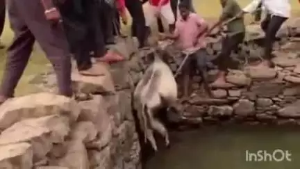गढ़बोर: सेवंत्री के कोयला गांव में गौ भक्तों ने 4 घंटे की कड़ी मशक्कत के बाद कुएं में गिरी गाय को बचाया
