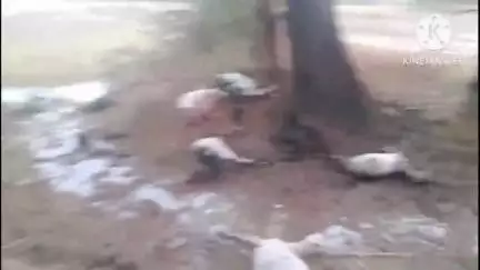 आकाशीय बिजली गिरने से 15 बकरियों की मौत