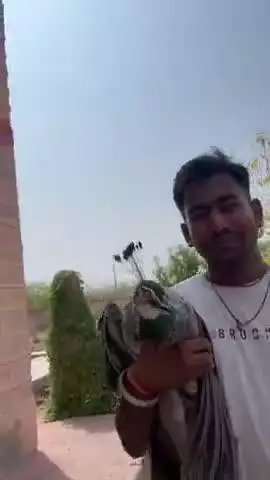 पाती घायल राष्ट्रीय पक्षी मोर को उपचार के लिए वायद होसपीटल पहुंचाया गया डोक्टर श्री कन्हैयालाल जी राणा को किया सुपुर्द