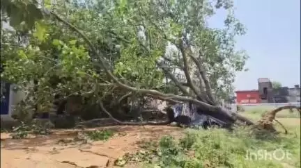 তালড্যাংরা: পাঁচমুড়া ফুটবল ময়দান সংলগ্ন এলাকায় একটি দোকানের উপরে ঝড়ে উল্টে যায় একটি প্রকাণ্ড বটগাছ, প্রাণ রক্ষা দোকান মালিকের