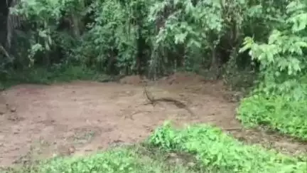 കുന്നംകുളം: ചൊവ്വന്നൂരിൽ തരിശിട്ട പാടത്തെ പറമ്പിൽ ദുരൂഹ സാഹചര്യത്തിൽ ഒട്ടകത്തിന്റെ ജഡം കുഴിച്ചിട്ട നിലയിൽ കണ്ടെത്തി