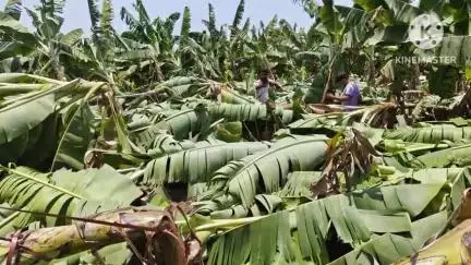 परतूर: शेतकऱ्यांच्या झालेल्या नुकसानीचे पंचनामे तात्काळ करा वंचित बहुजन आघाडीच्या वतीने उपविभागीय अधिकाऱ्यांना निवेदन