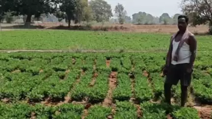 दुलदुला: दुलदुला क्षेत्र के देवनारायण ने मूंगफली की फसल से ₹85 हजार का शुद्ध लाभ कमाया
