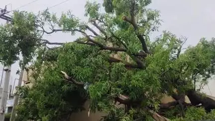 నిర్మల్: పెనుగాలులకు నేలకూలిన వృక్షం - తప్పిన పెను ప్రమాదం