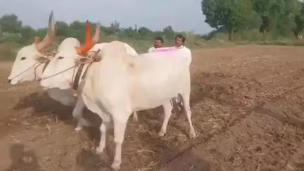 छत्रपती संभाजी नगर विधान परिषद विरोधी पक्षनेते अंबादास दानवे दौऱ्या दरम्यान वेळ काढत केली पेरणी