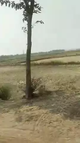 बारिश नहीं होने से किसान परेशान