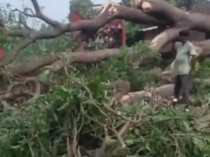 सोहावल: मुबारकगंज गांव में बिना परमिट के काटा गया फललदा हरा आम का पेड़, वन विभाग मौन