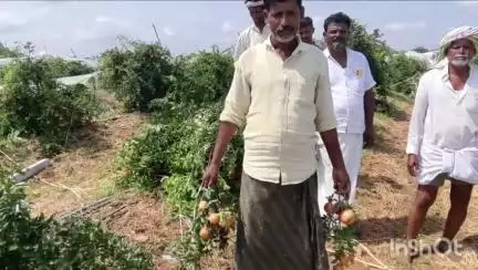 ಸಿಂಧನೂರು: ಗೊಬ್ಬರಕಲ್ ಗ್ರಾಮದ ರೈತ ಮಲ್ಲಯ್ಯಸ್ವಾಮಿ ಬೆಳೆದ ದಾಳಿಂಬೆ ಬೆಳೆ ಮೃಗಶಿರ ಮಳೆಗೆ ಹಾಳಾಗಿದೆ #localissue