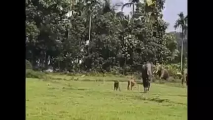 സുൽത്താൻബത്തേരി: പട്ടാപ്പകൽ നൂൽപ്പുഴ കണ്ണങ്കോട് ജനവാസ മേഖലയിൽ കാട്ടാനകളുടെ വിളയാട്ടം