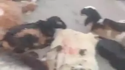 तिल्दा: बेमता में रायपुर-बिलासपुर नेशनल हाईवे पर कार की चपेट में आने से 19 भेड़-बकरियों की मौत, 9 घायल