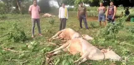 कुरखेडा: शेतात तूटलेल्या विद्यूत तारांचा स्पर्श झाल्याने हेटीनगर शेतशीवारात  ४ जनावरे दगावली