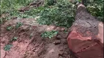 নবদ্বীপ: গোবিন্দদিঘির পাড়ে বনদপ্তরের অনুমতি ছাড়াই নির্বিচারে গাছ কাটার অভিযোগ,স্থানীয়দের নিয়ে গাছ কাটা রুখে দিল পুলিশ প্রশাসন