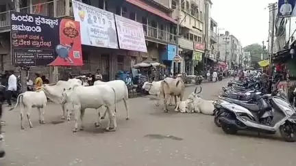 ಜಮಖಂಡಿ: ಪಟ್ಟಣದಲ್ಲಿ ಬಿಡಾಡಿ ದನಗಳ ಹಾವಳಿ, ತಪ್ಪದ ಕಿರಿಕಿರಿ #localissue