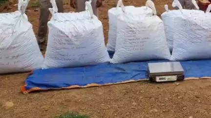 କଣ୍ଟାମାଳ: ମନମୁଣ୍ଡା ପୋଲିସ ପକ୍ଷରୁ ମୋର୍ଡିପଡା 3କୁଇଣ୍ଟାଲ 20kg ଗଂଜେଇ ଜବତ